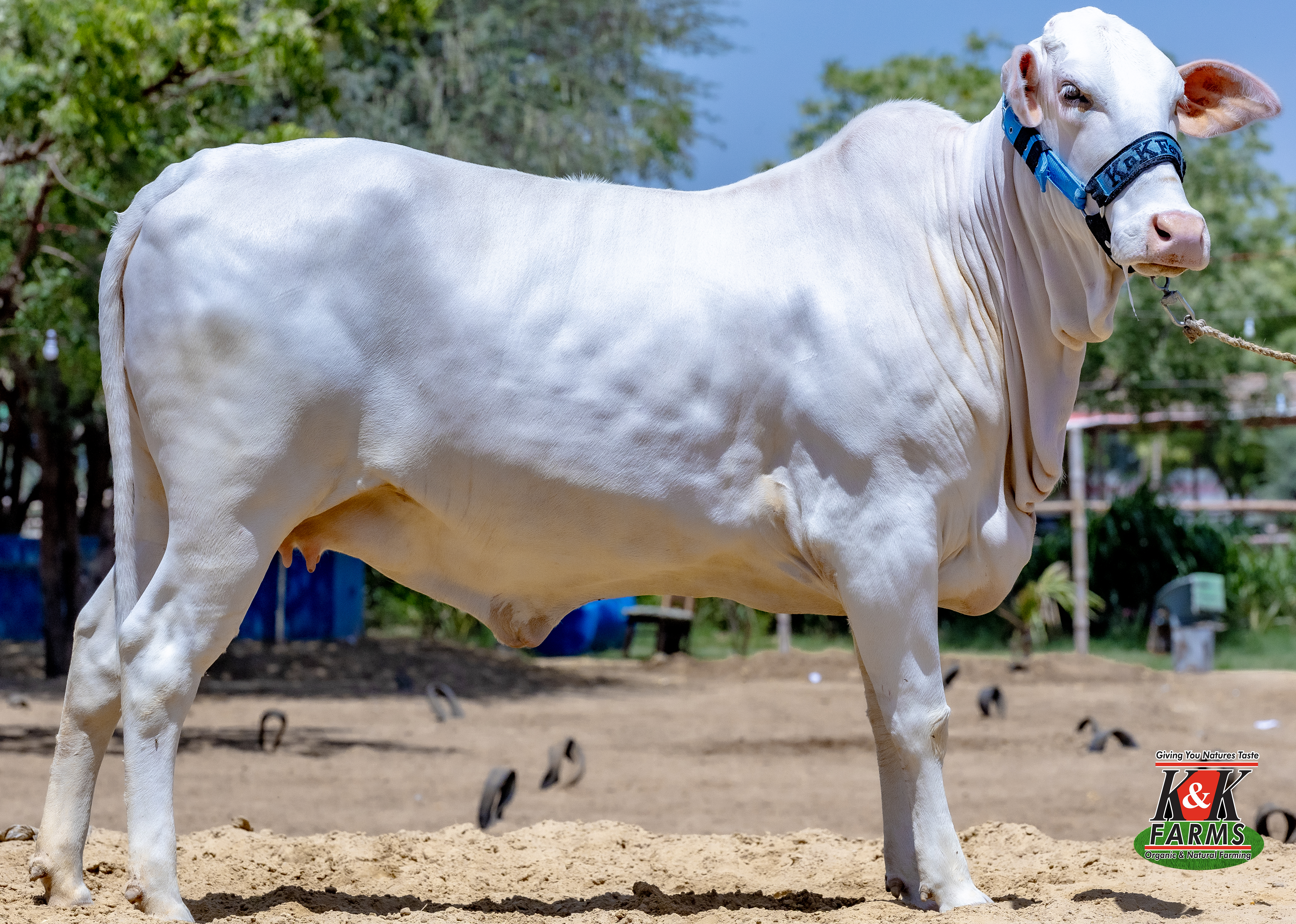 Breed Maraichi