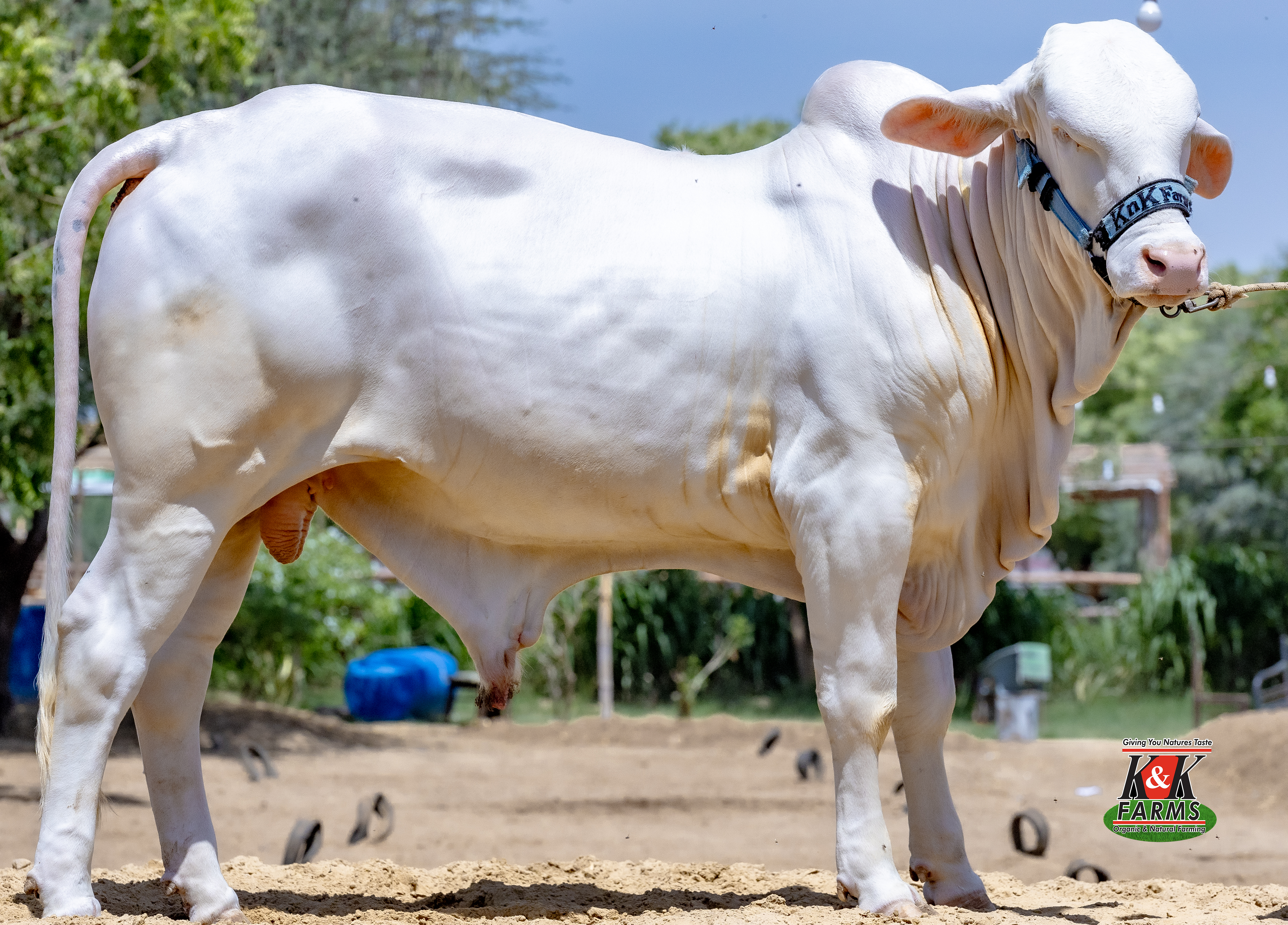 Breed Geo 44