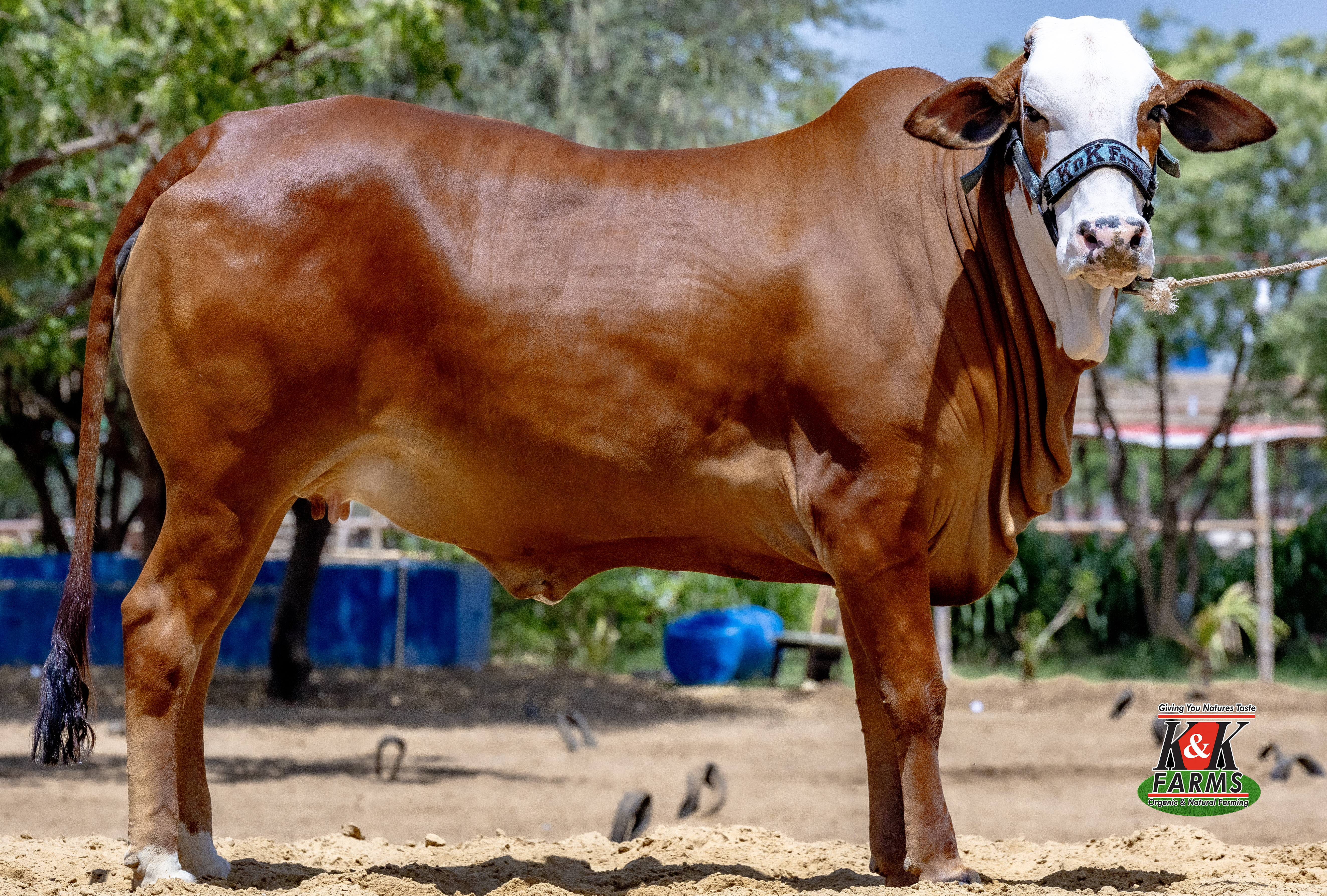 Breed Maraichi