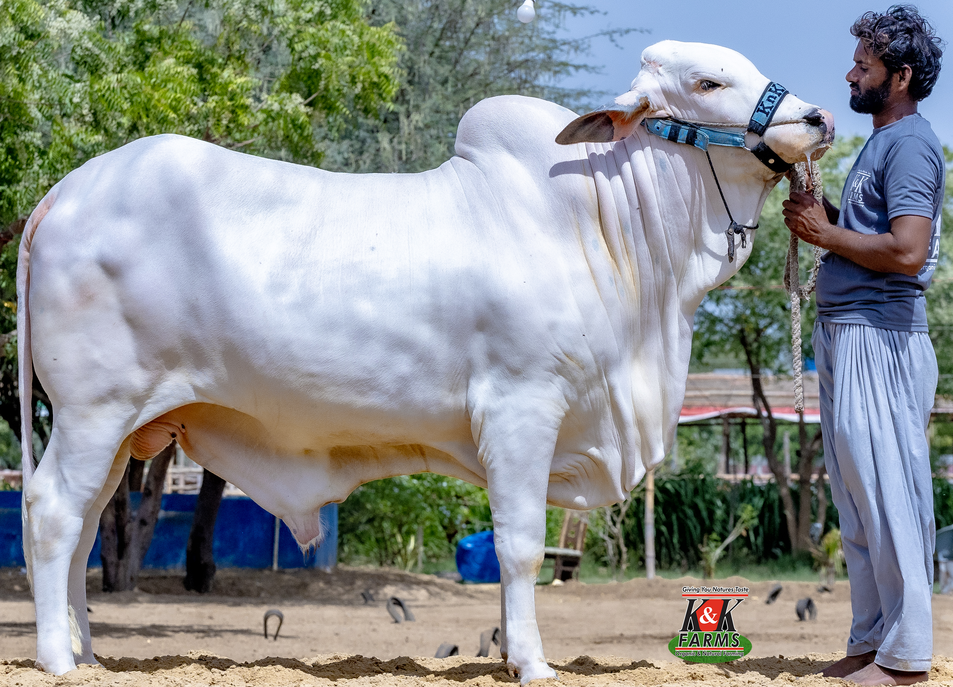 Breed Cholistani