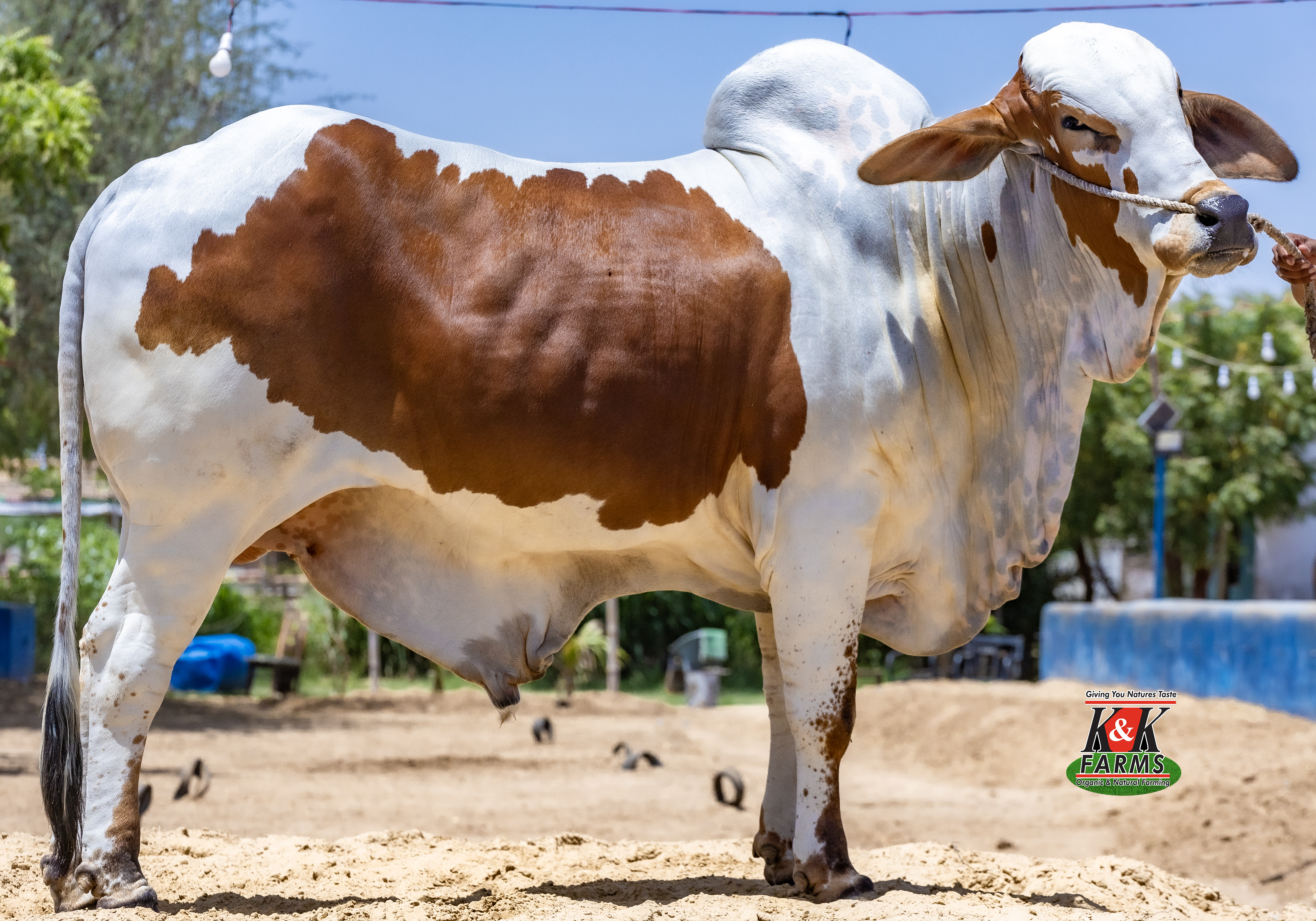 Breed Bahawalpur