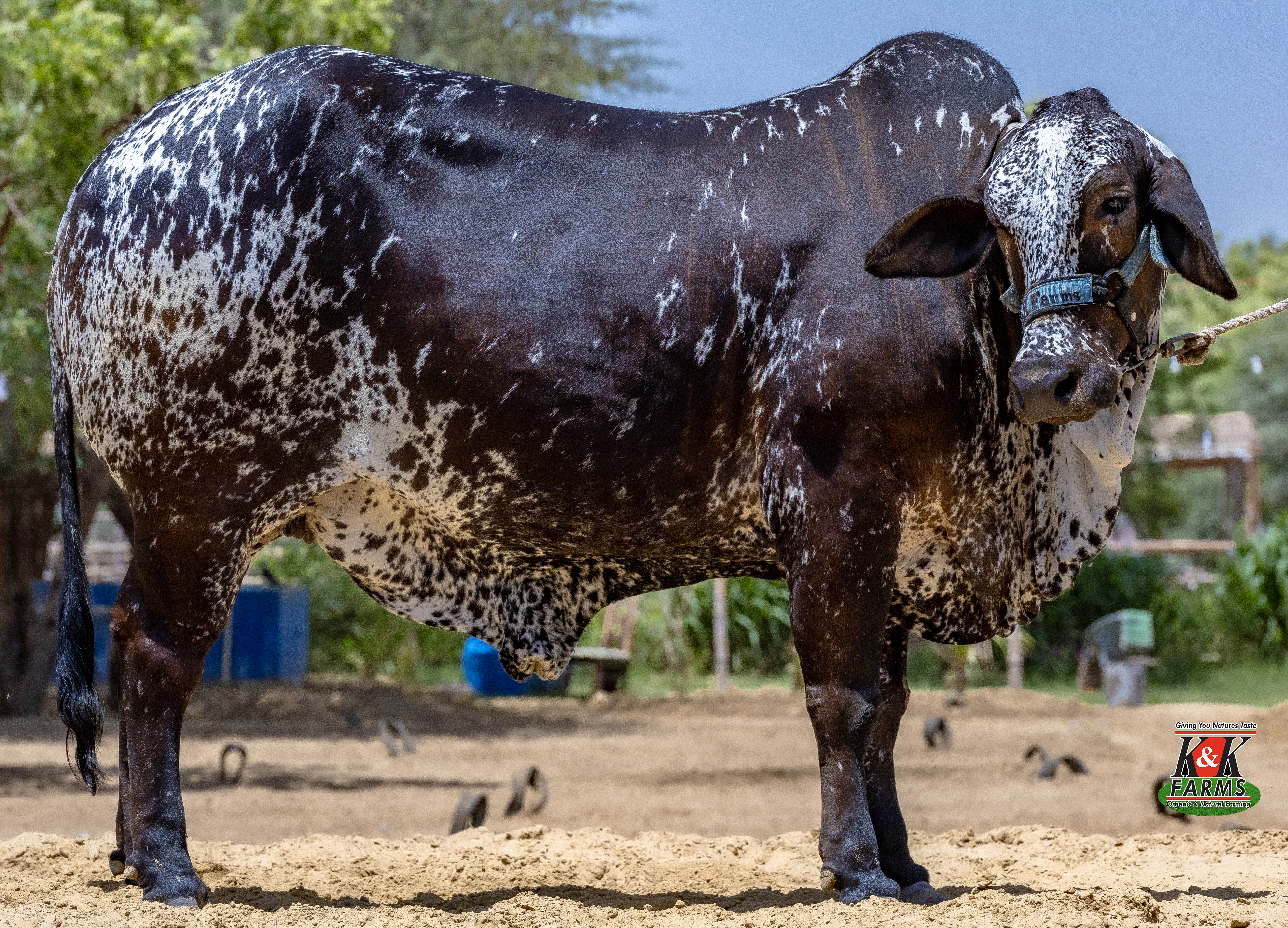 Breed Cholistani