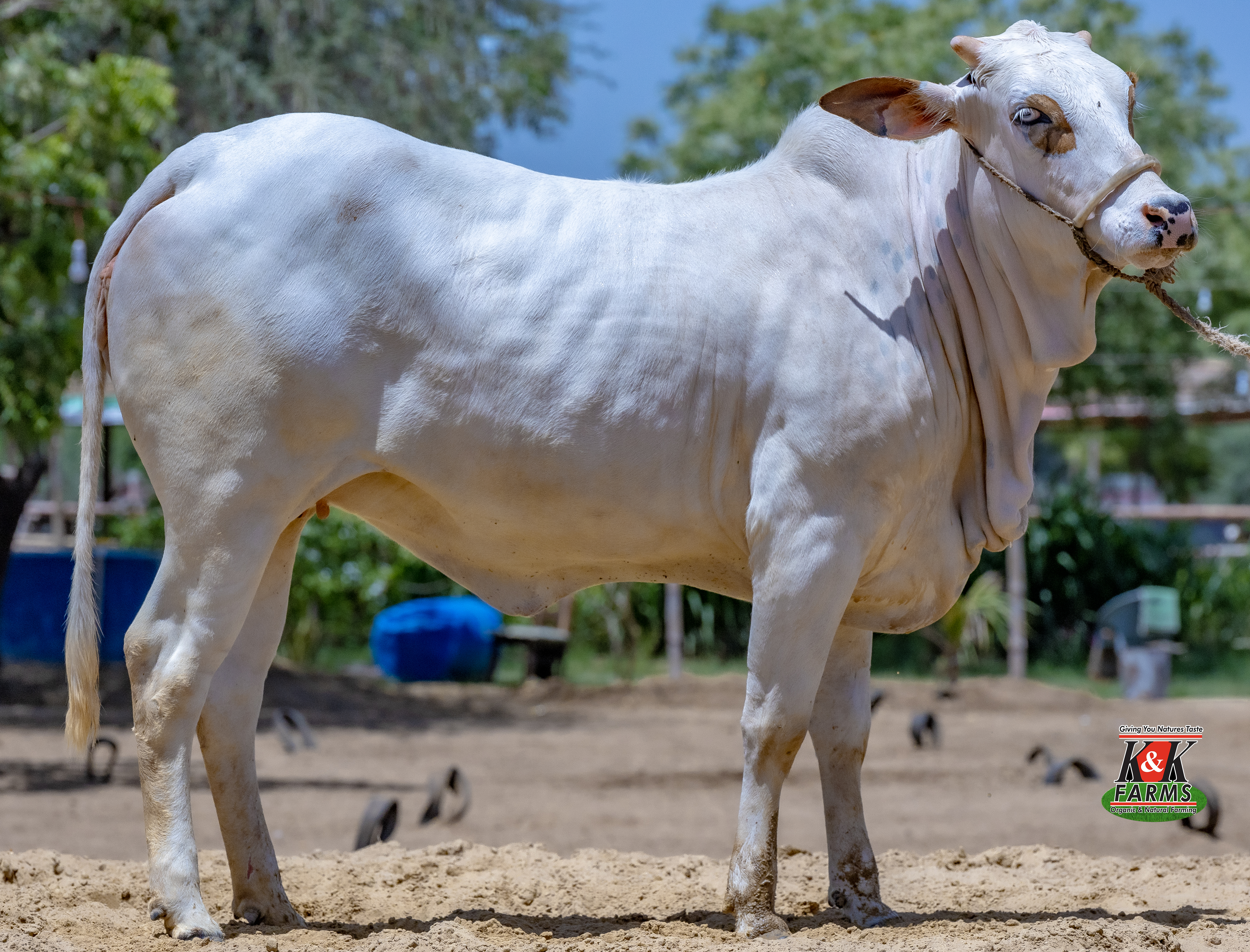Breed Cholistani Kaccha