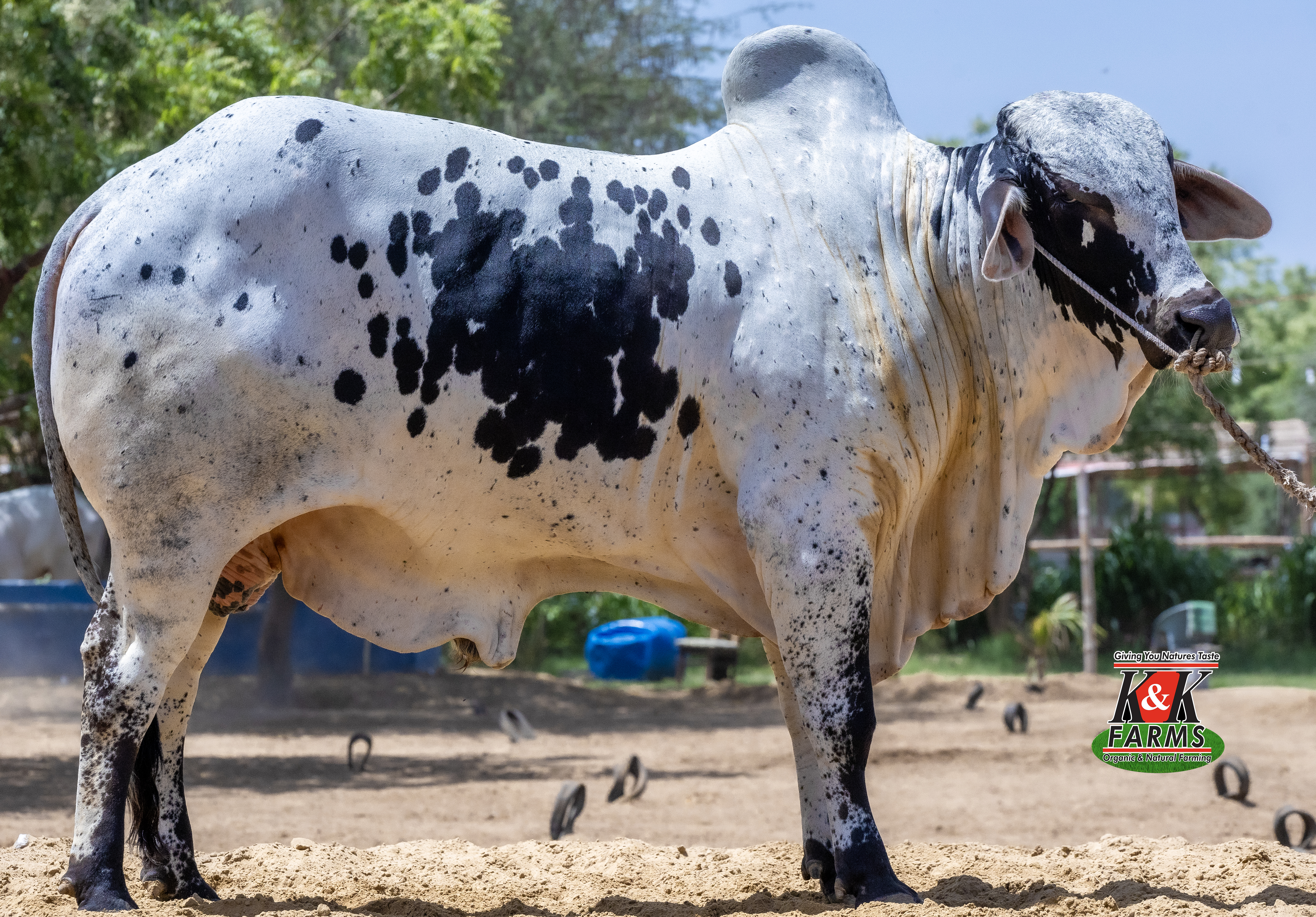 Breed Cholistani