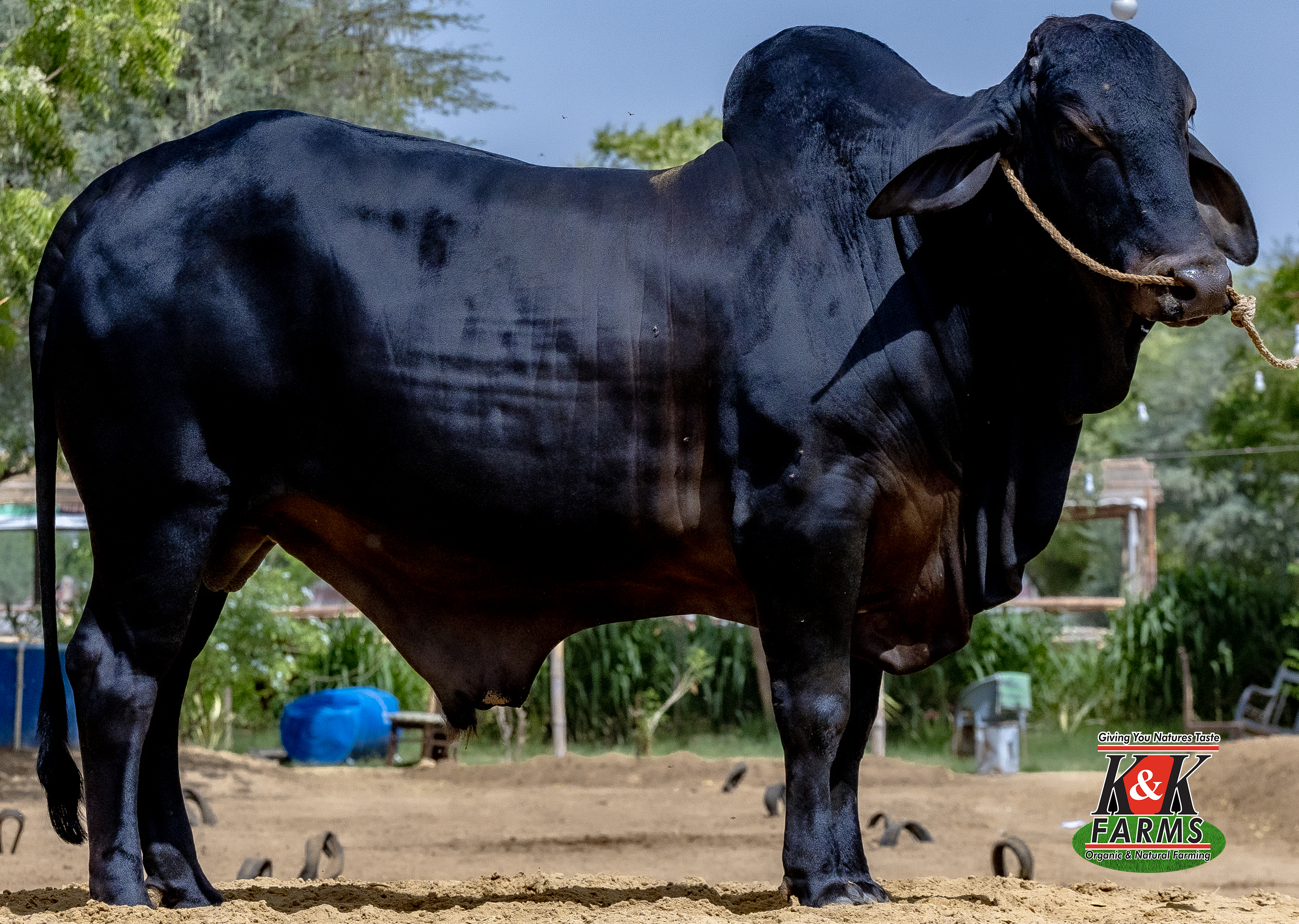 Breed Cholistani