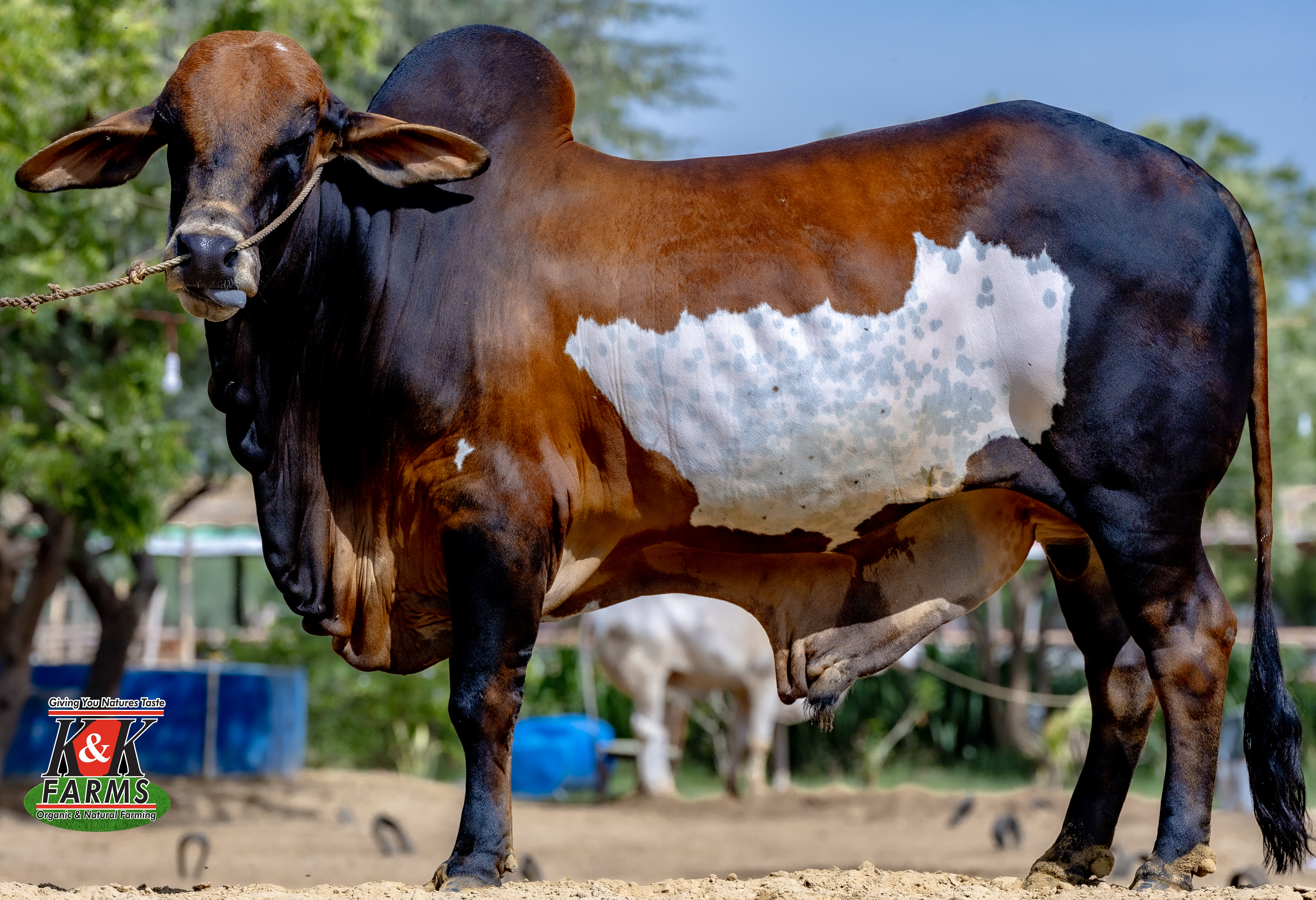 Breed Cholistani