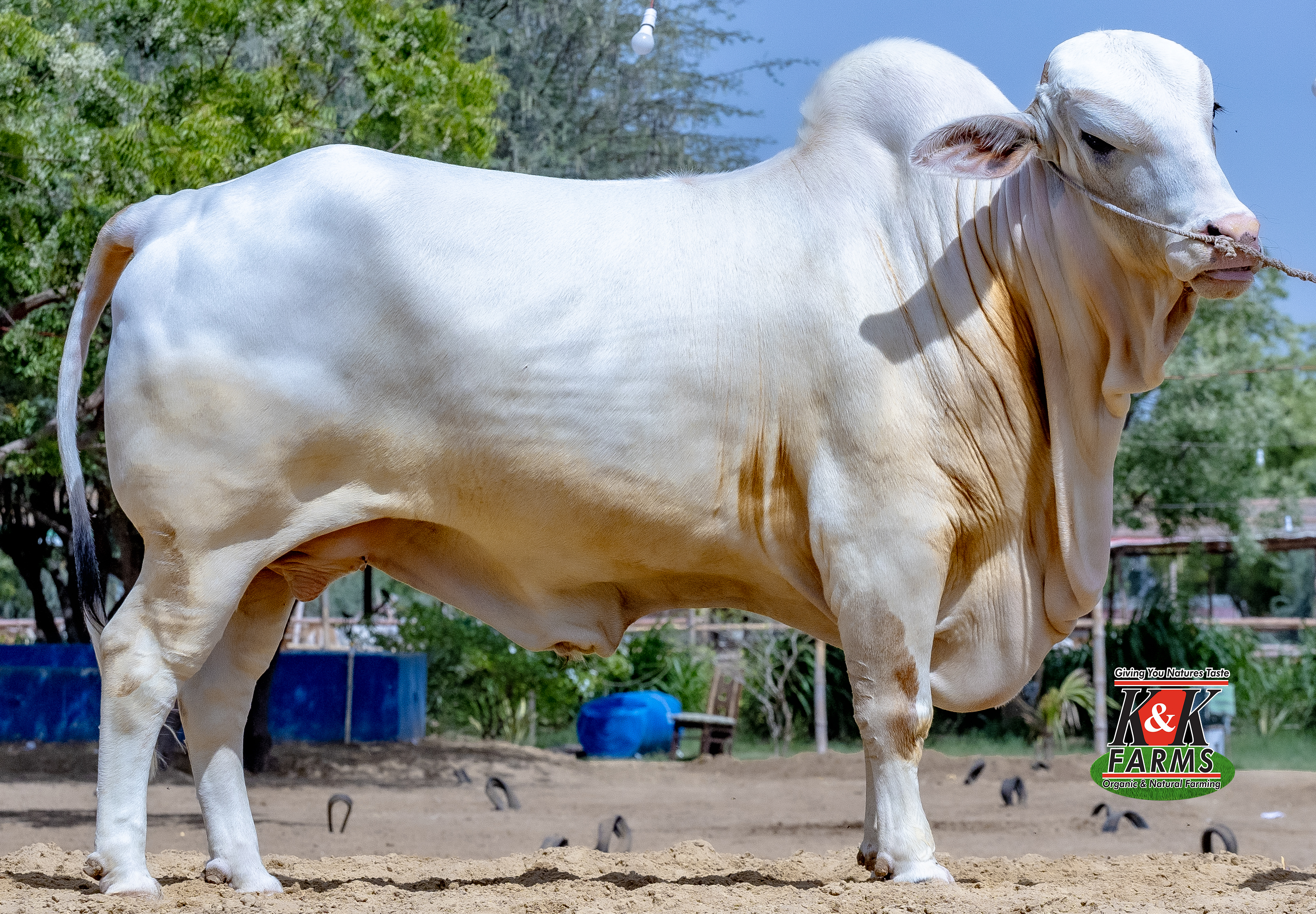 Breed Roohi