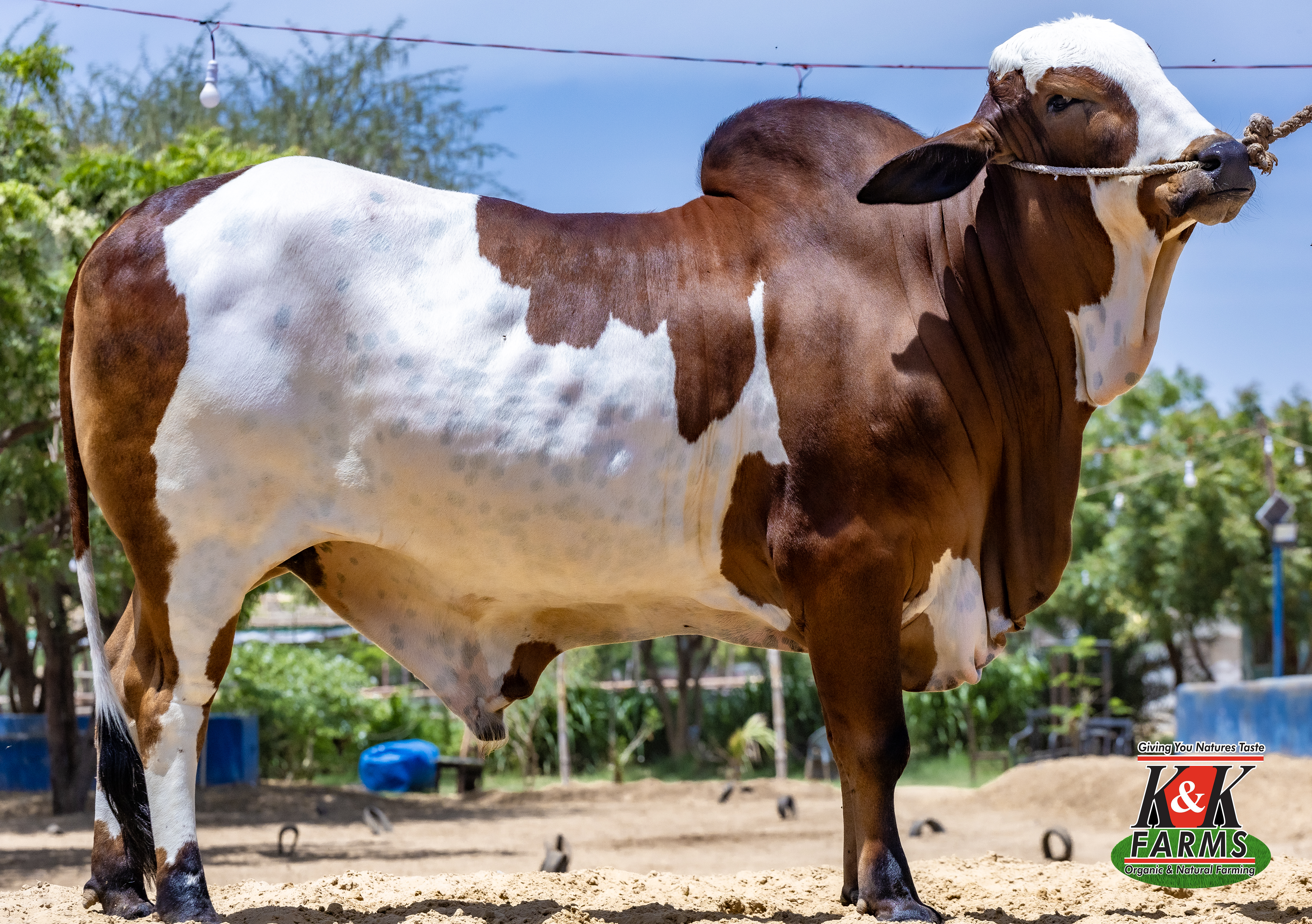 Breed Bahawalpur