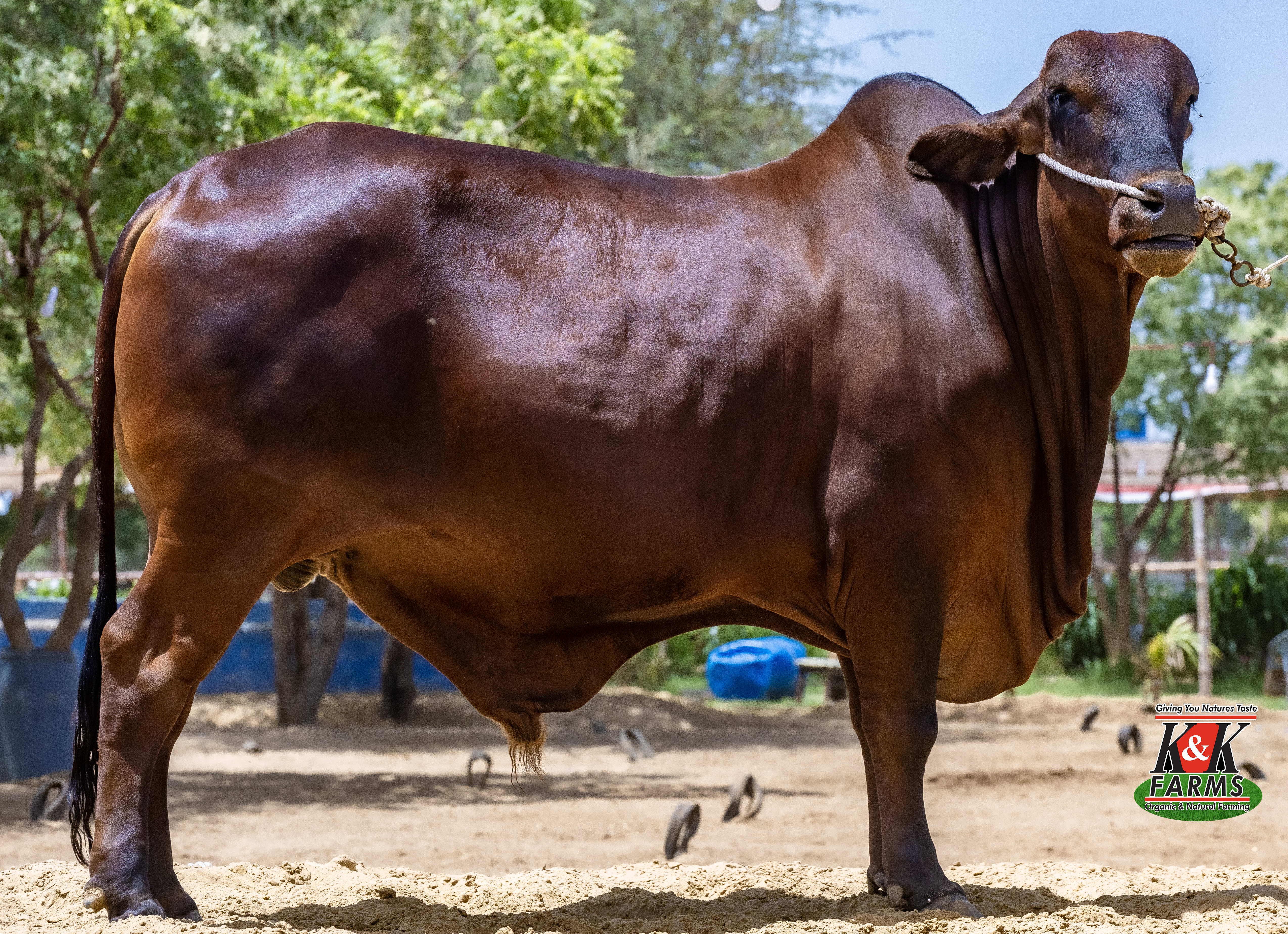 Breed Cholistani Cross
