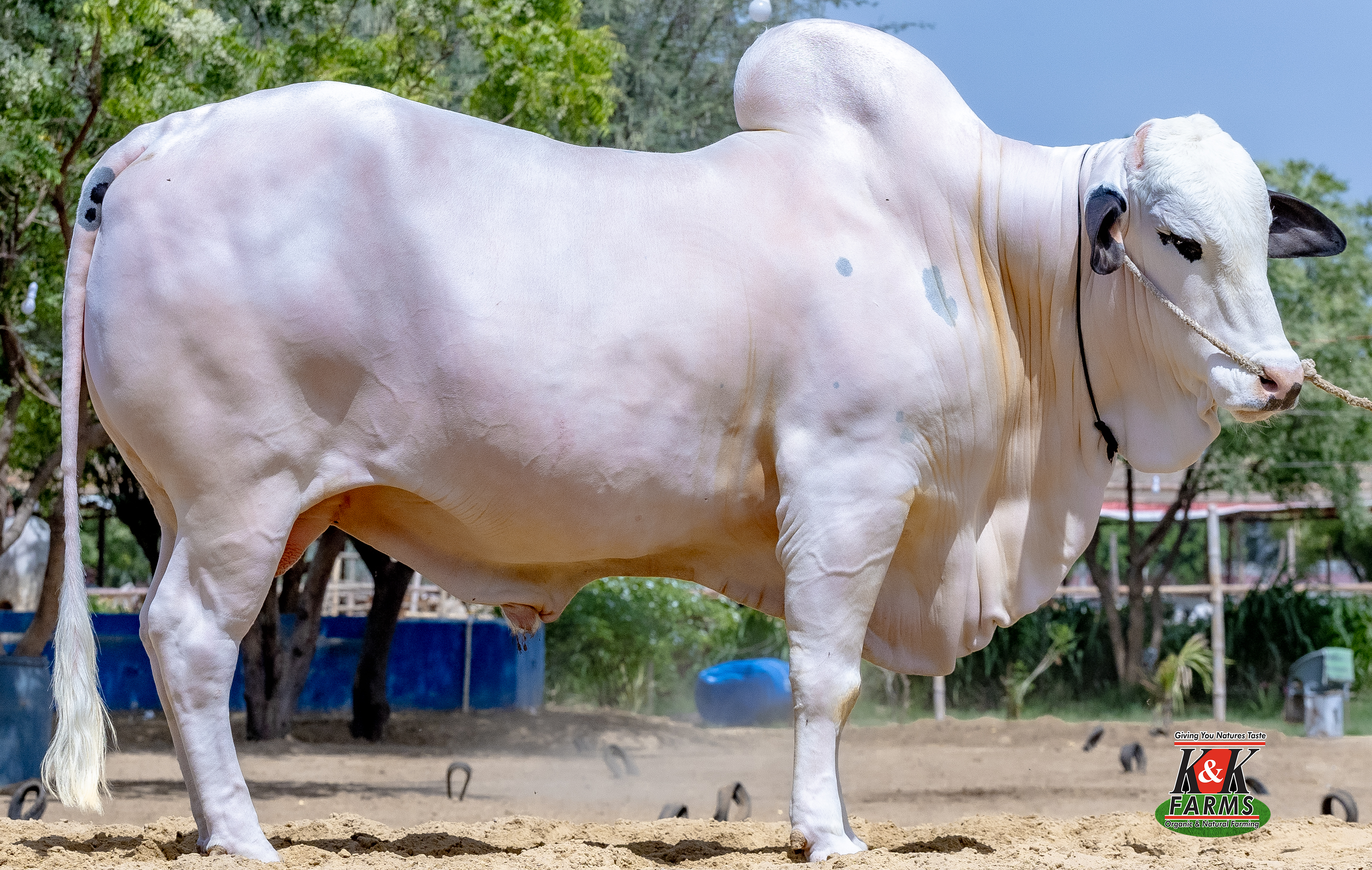 Breed Daajjal