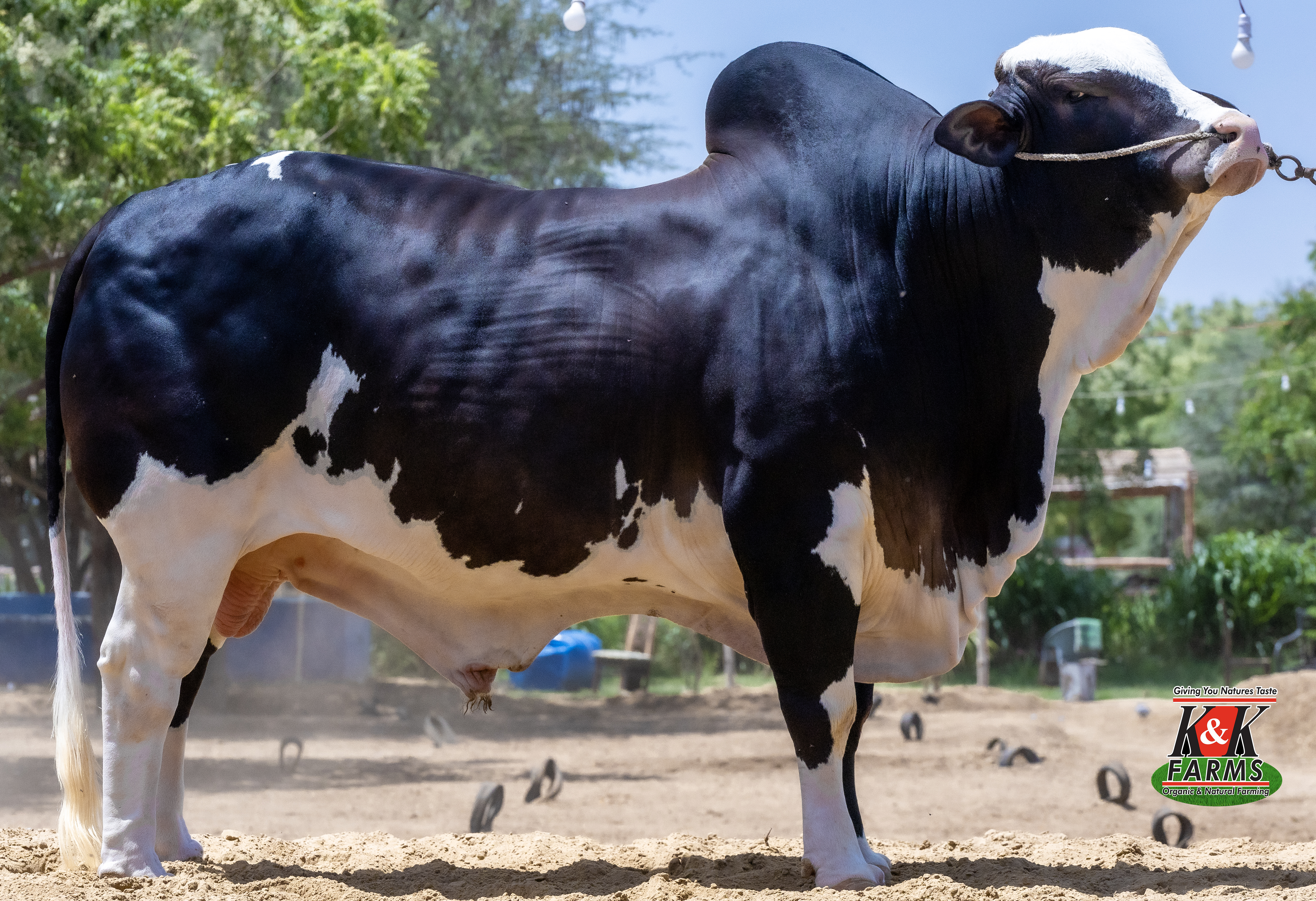 Breed Soorti Patela