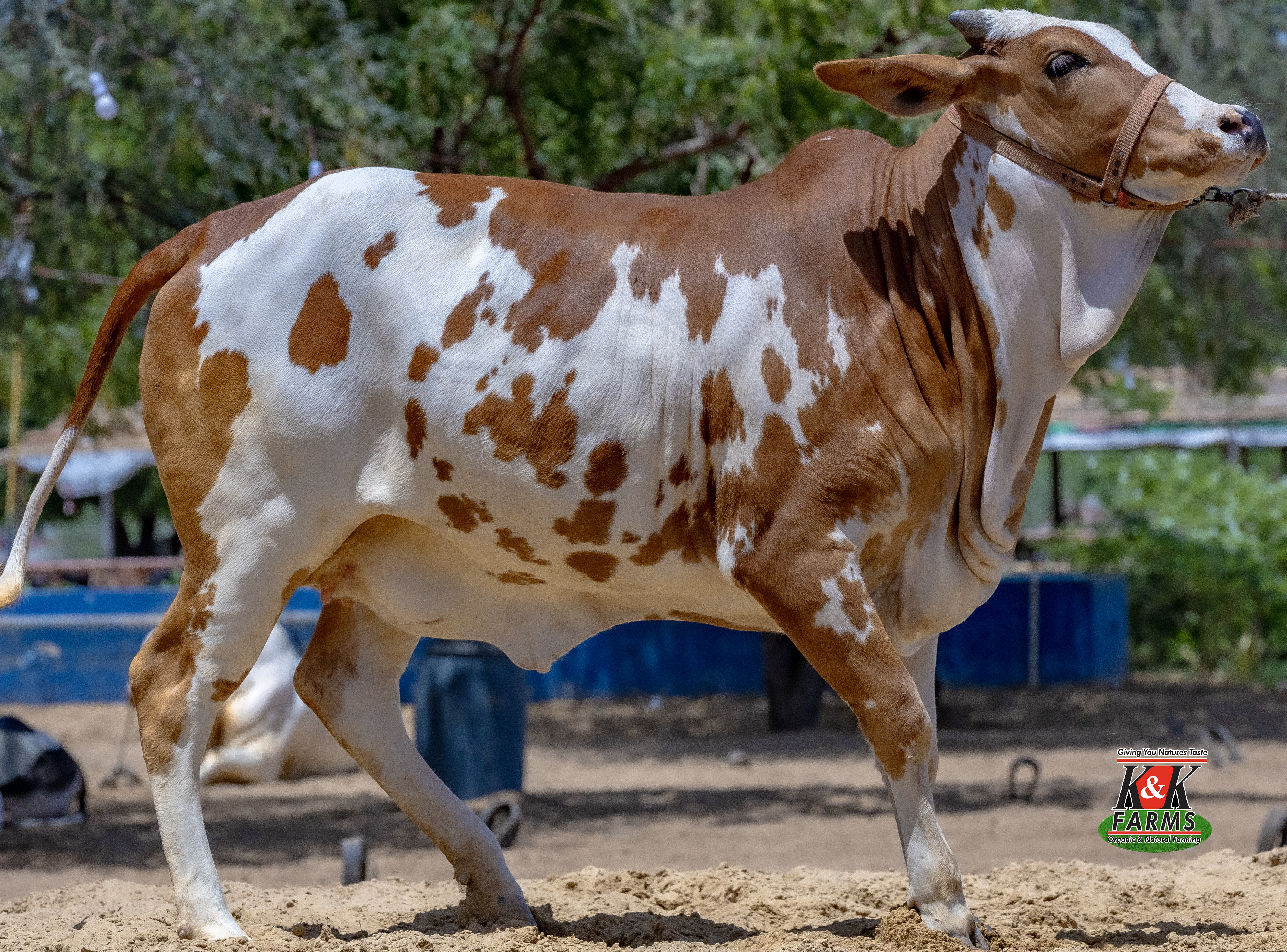 Breed Cholistani Kaccha