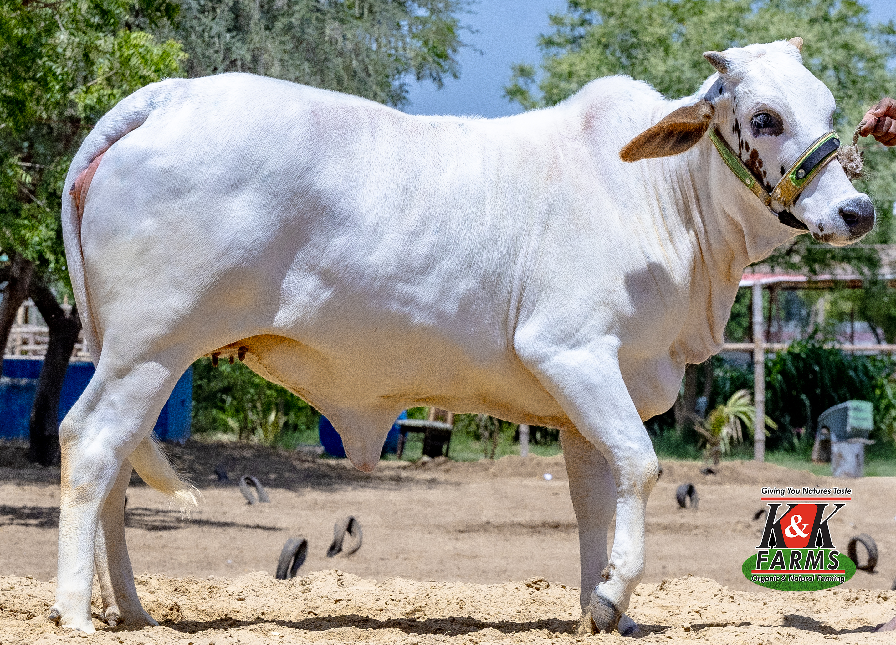 Breed Cholistani Kaccha