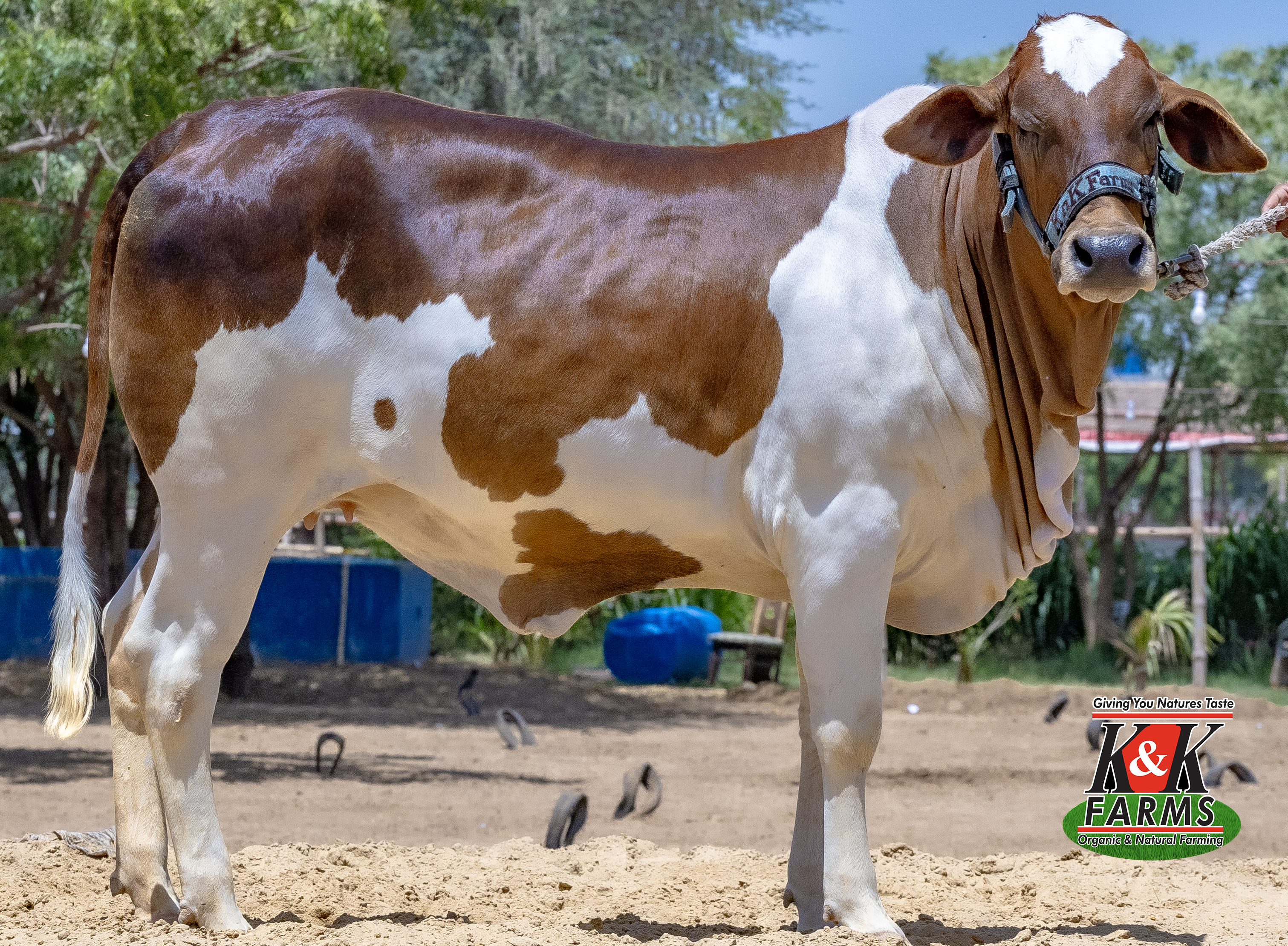 Breed Cholistani