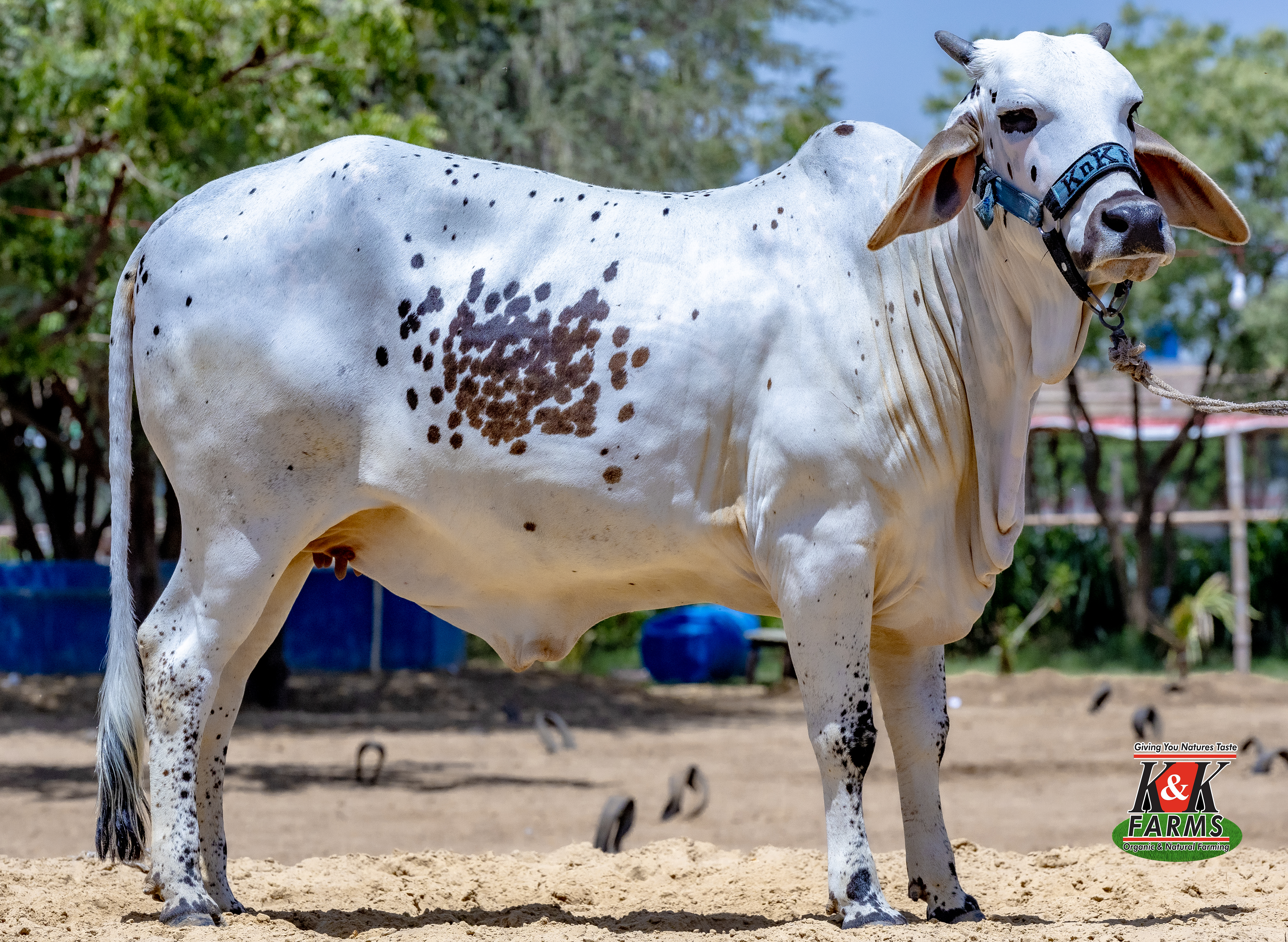 Breed Maraichi