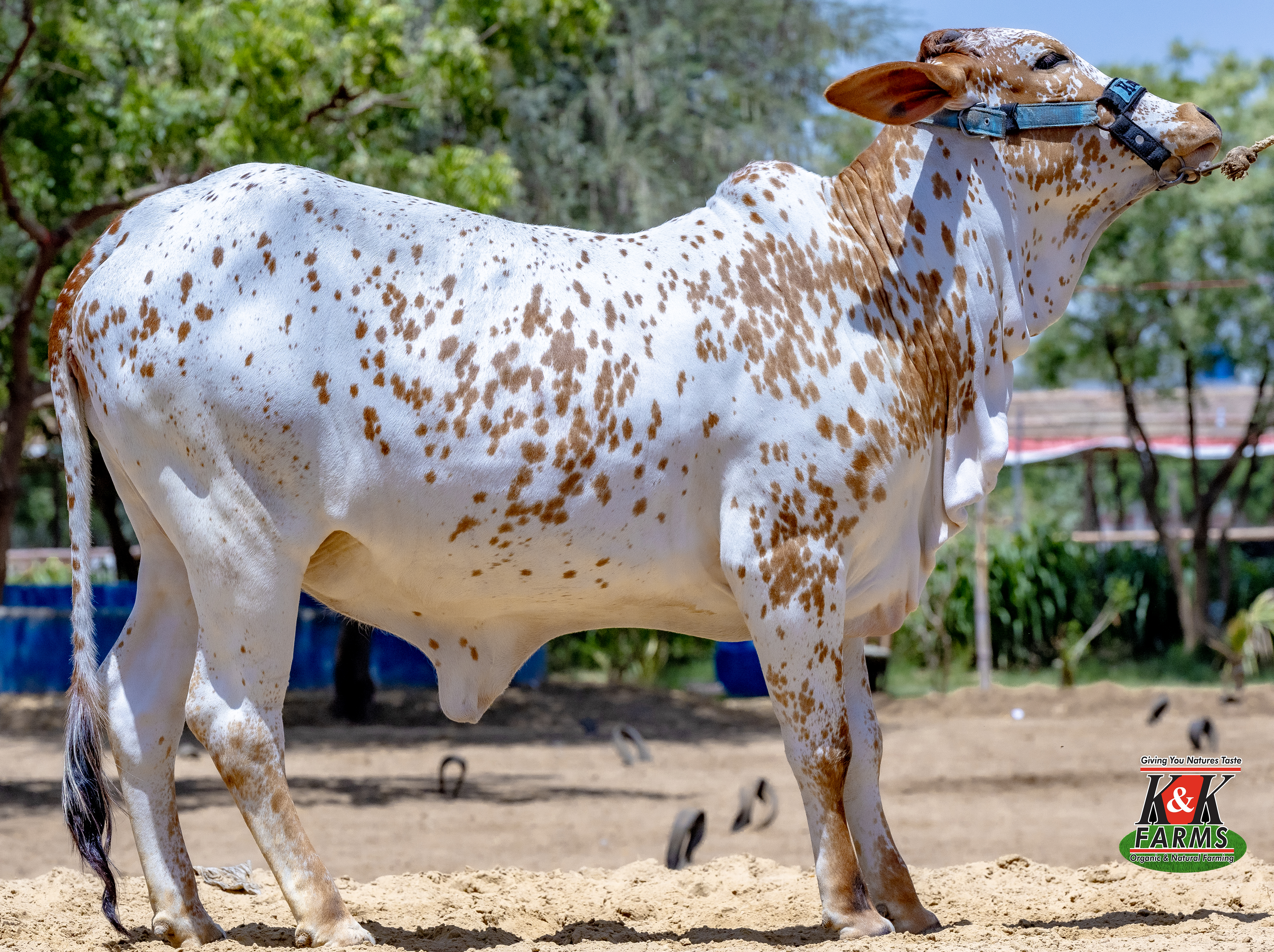 Breed Maraichi