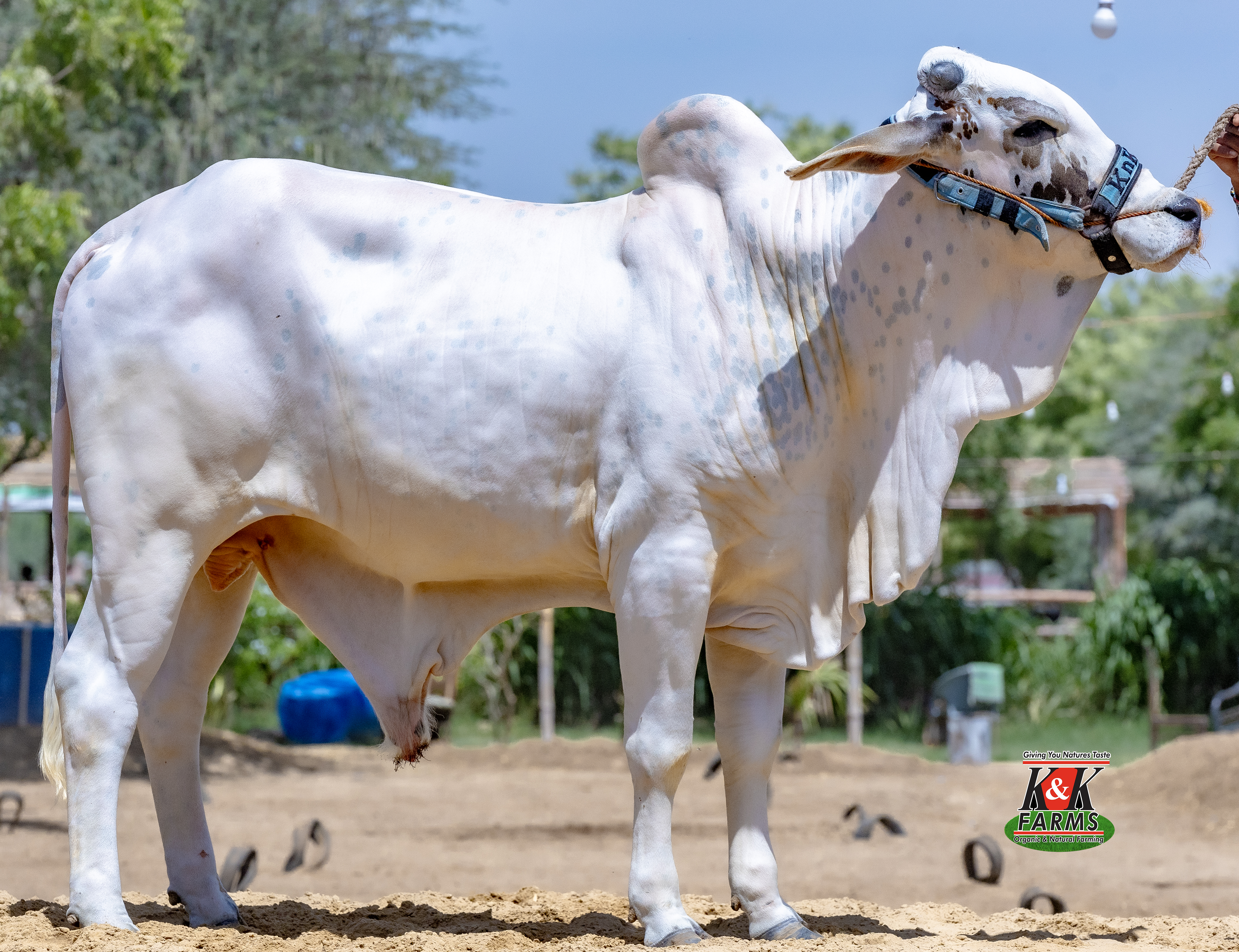 Breed Roohi