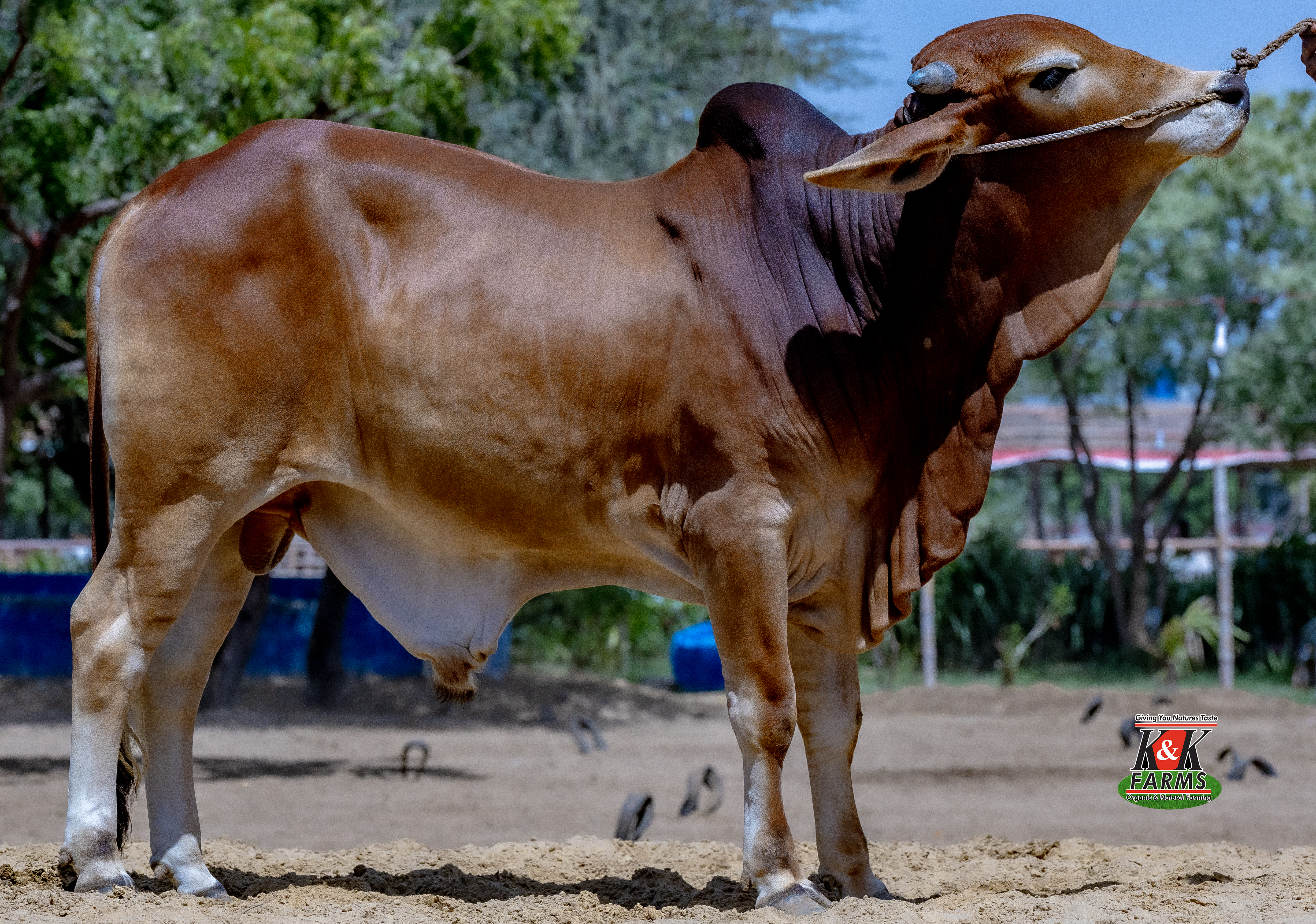 Breed Cholistani
