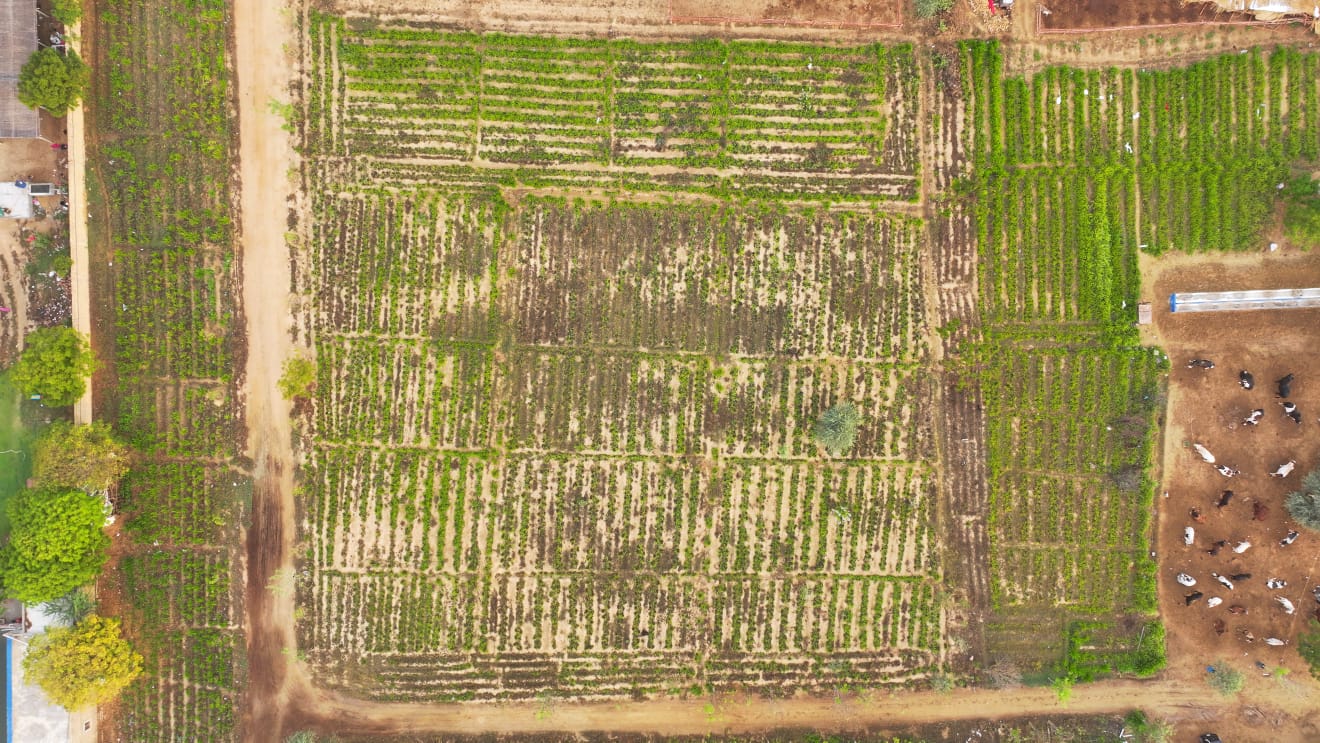Organic Farming 3