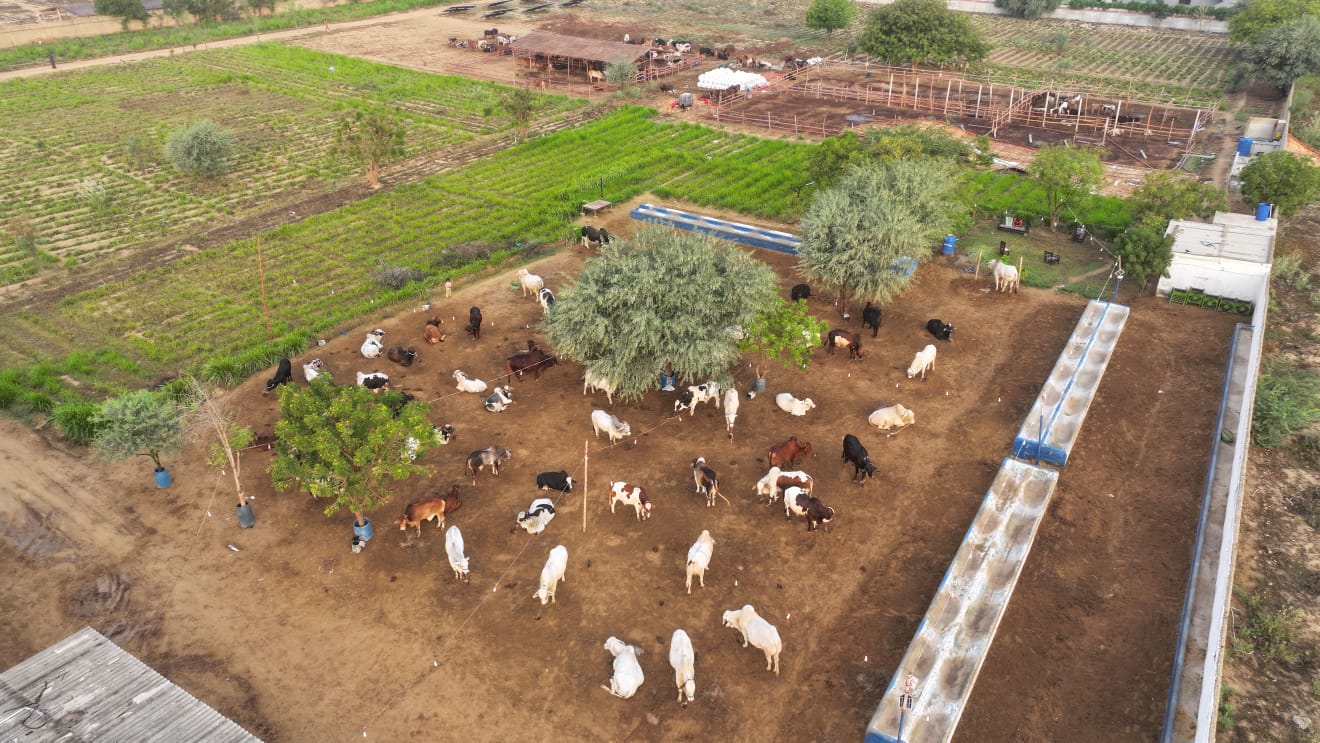 Organic Farming 4