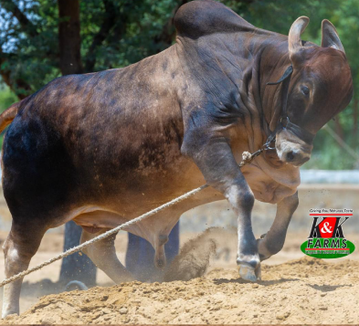Healthy Cow