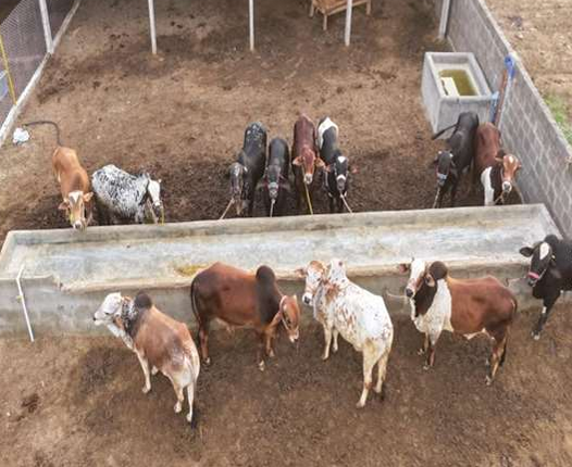 Farm Goats