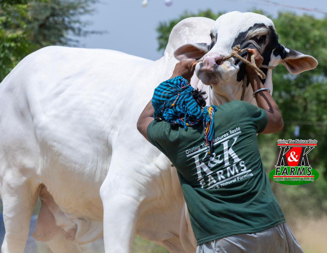 K&K Farms Owner with Cattle