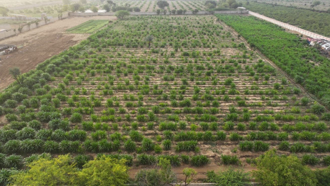 Agriculture