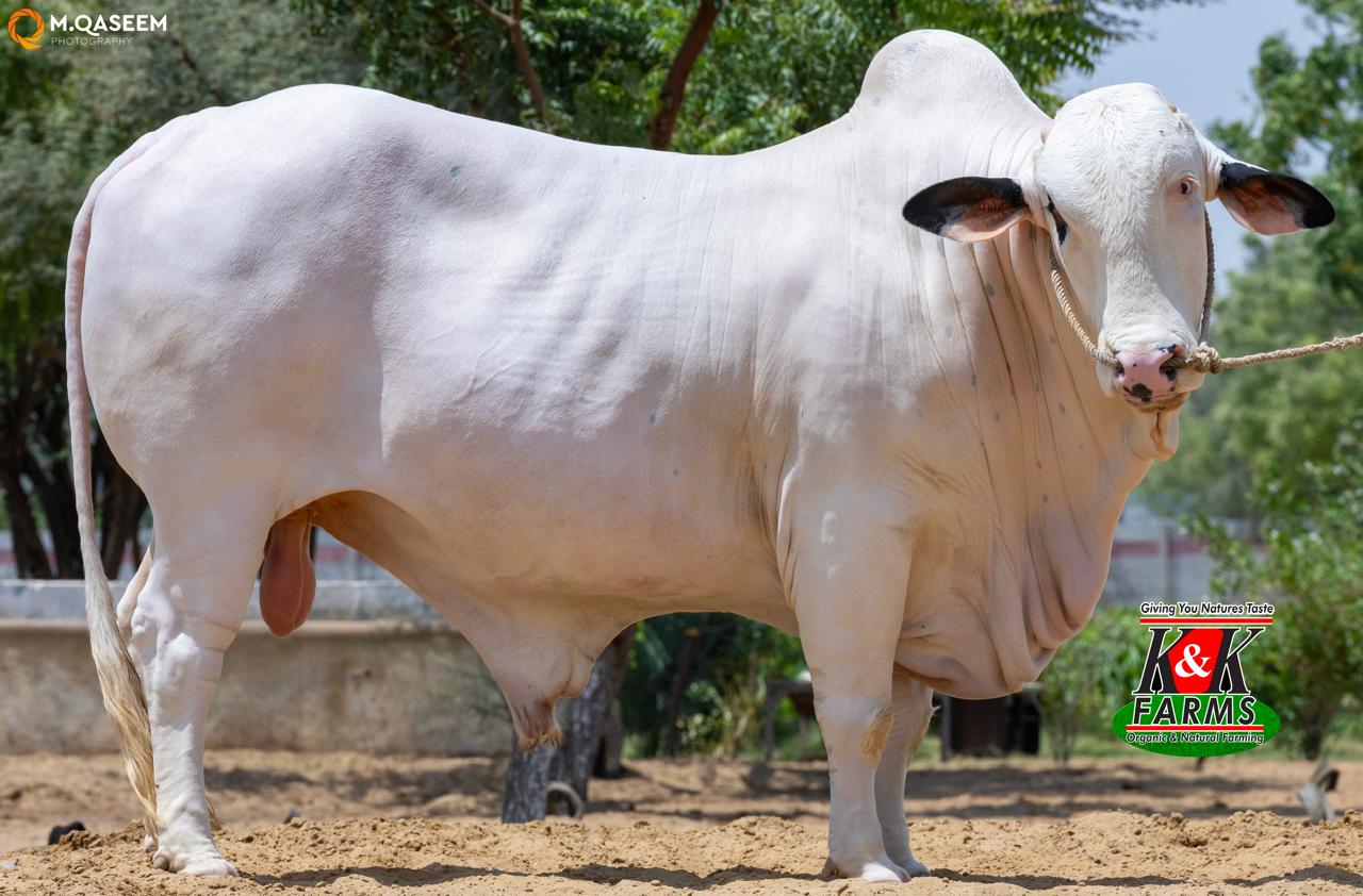 Premium Cow 4