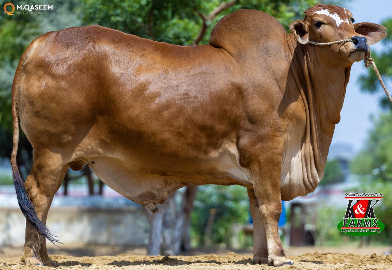 Premium Cow 5