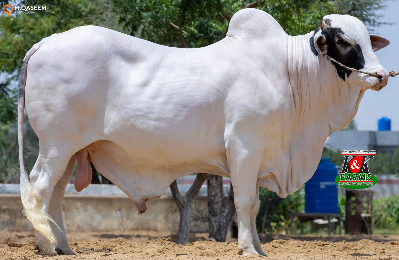Premium Cow 6