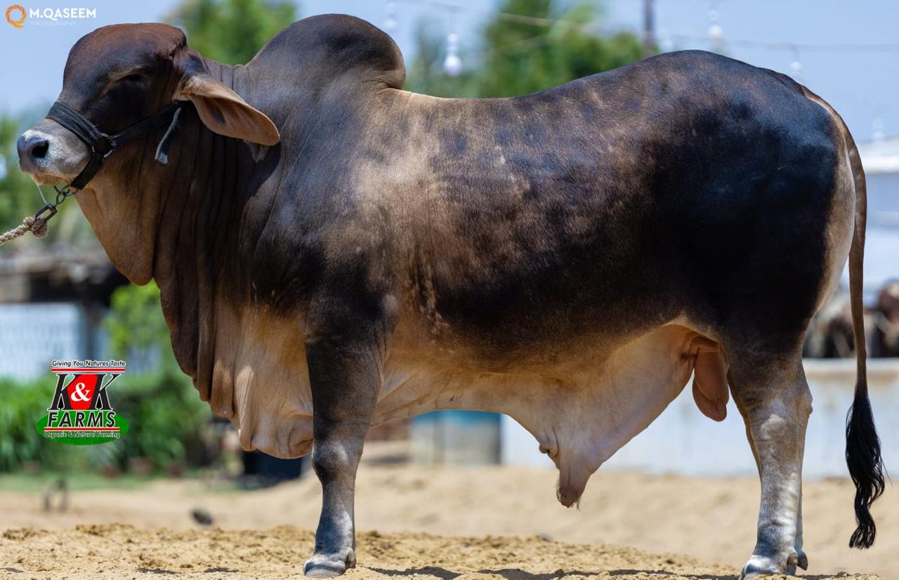 Premium Cow 1