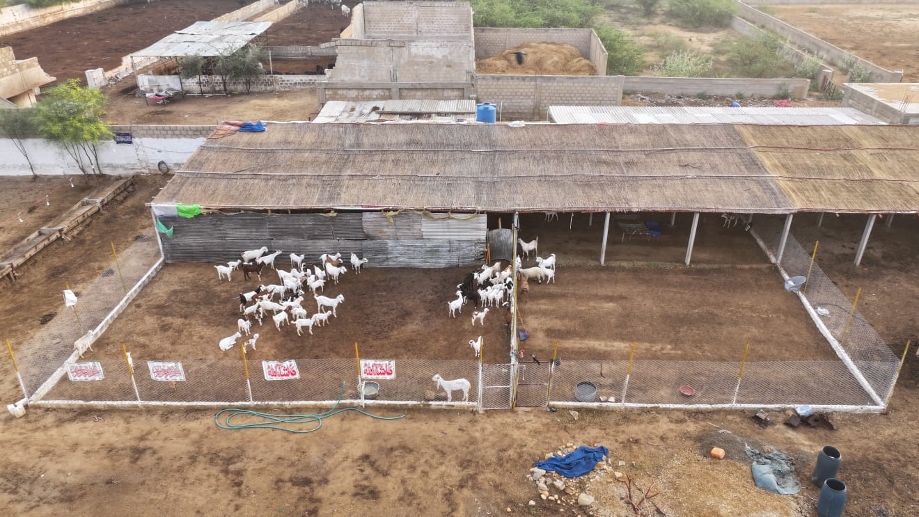 Goat Dairy