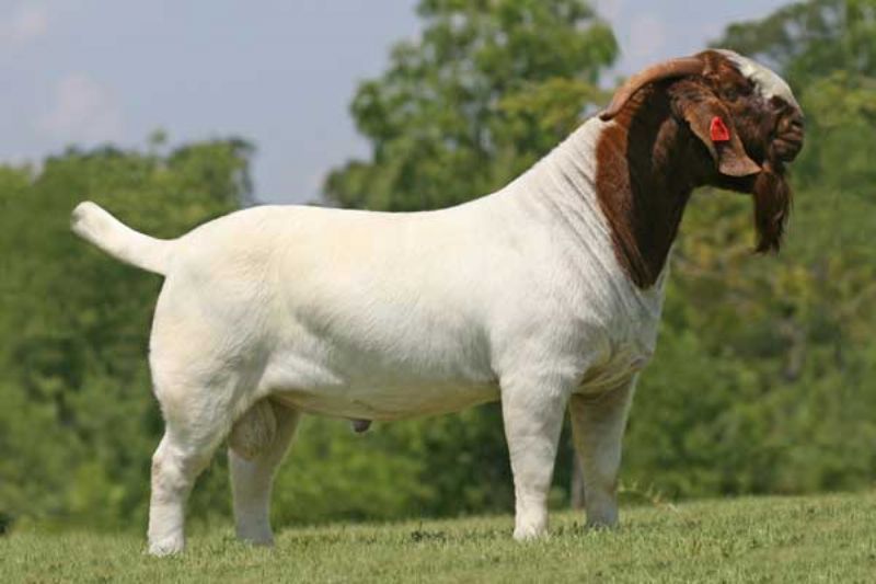 Beetal Goat