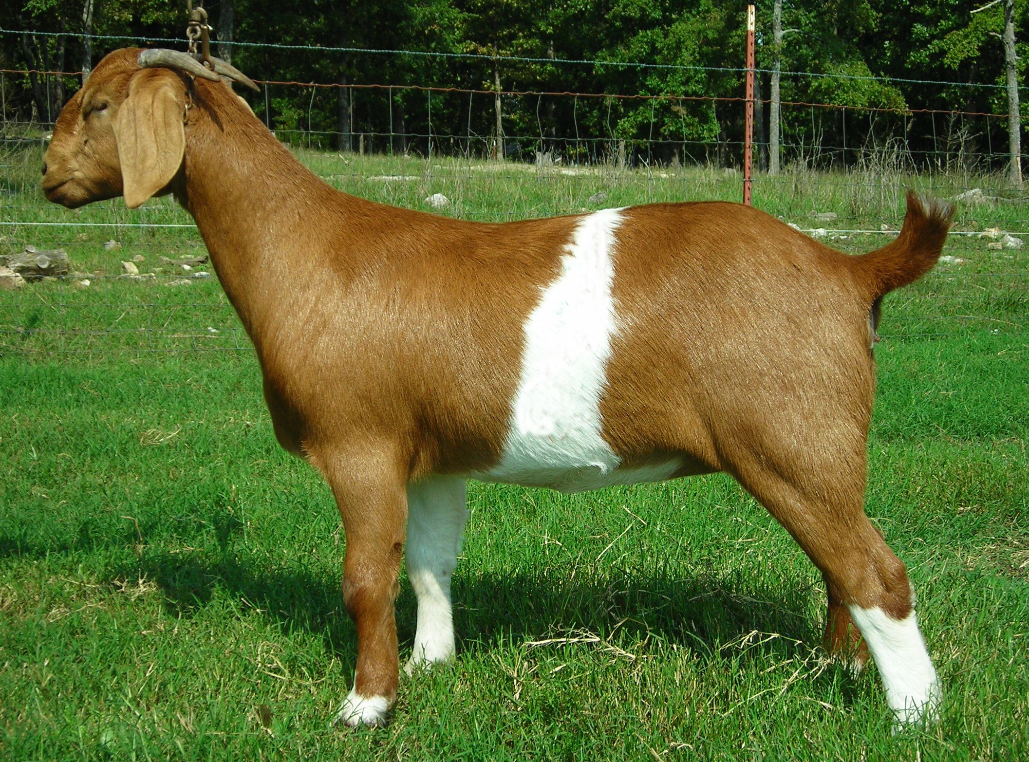 Teddy Goat