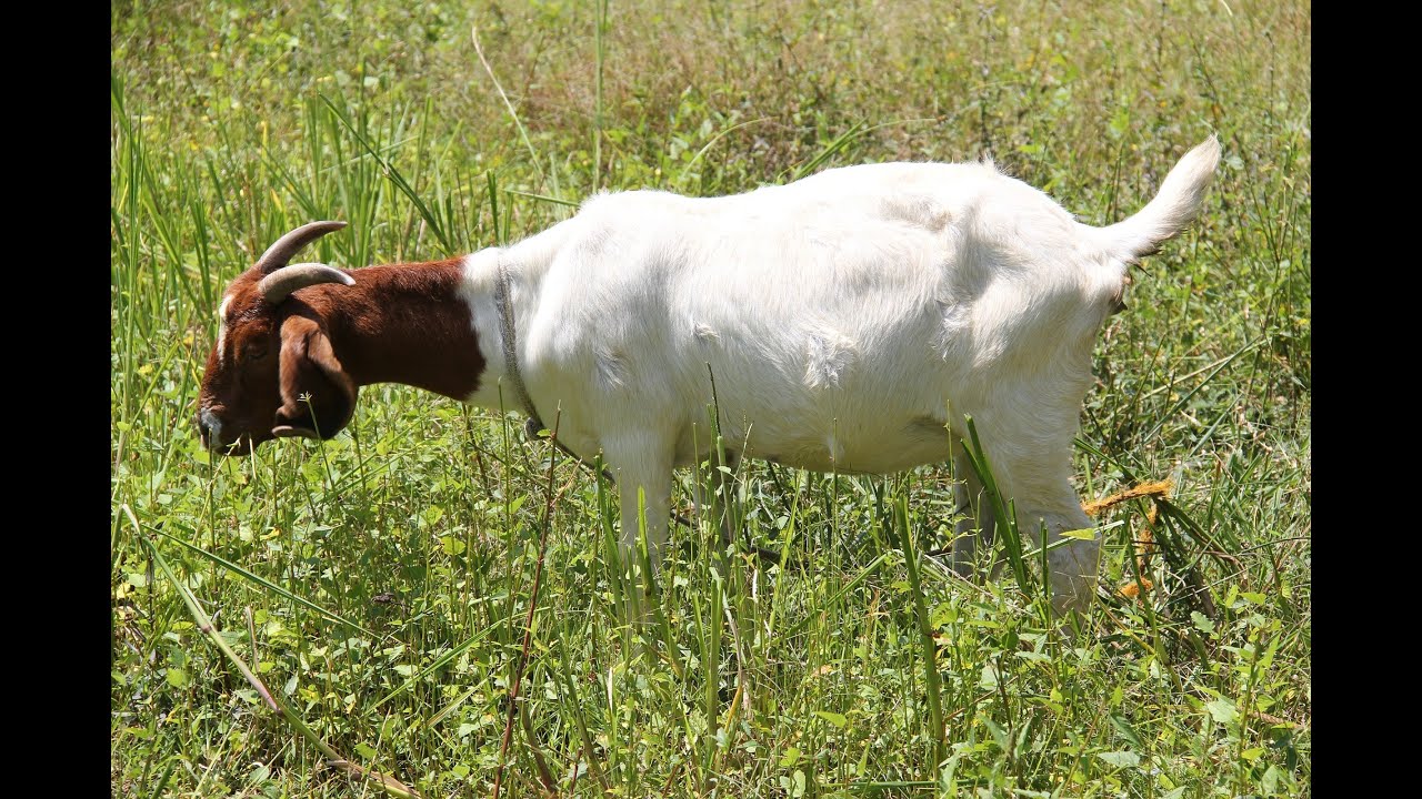 Kamori Goat