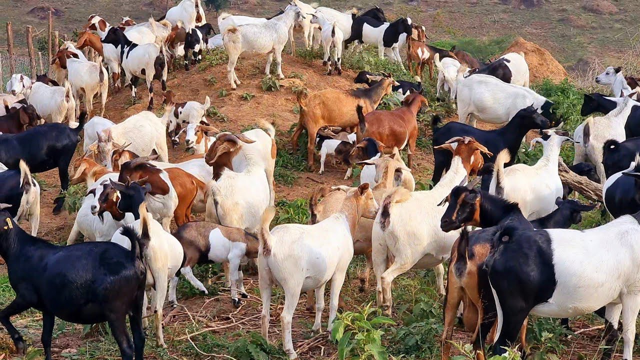 Goat Dairy