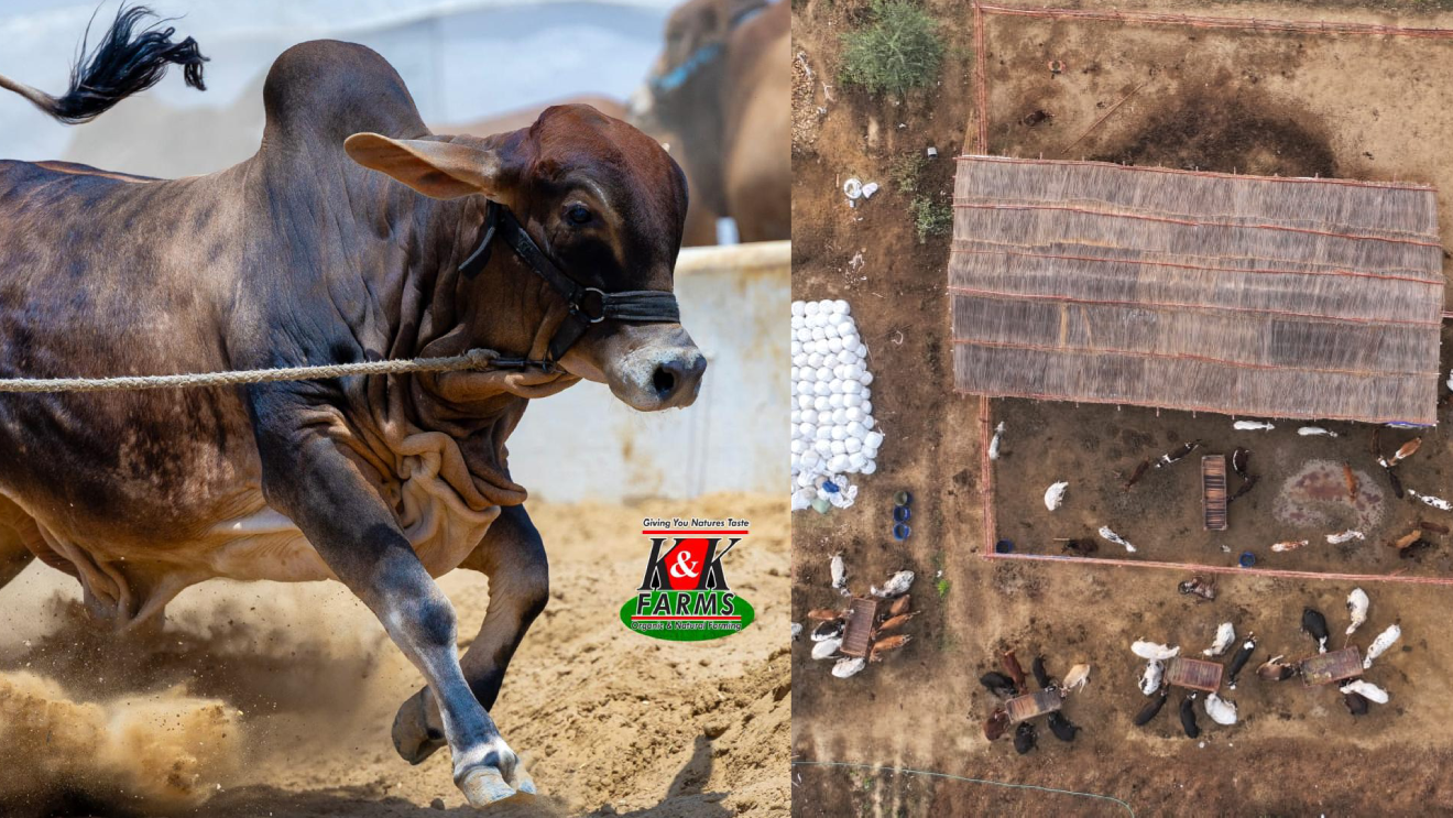 Cow Dairy