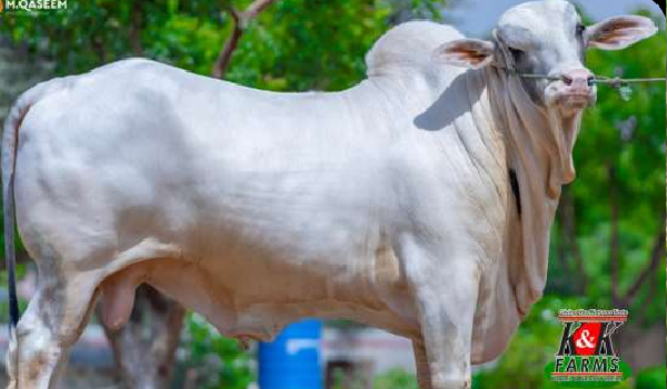 Qurbani Livestock